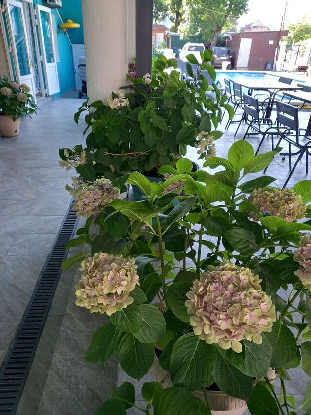 Гостиница Дубок Лермонтово-84